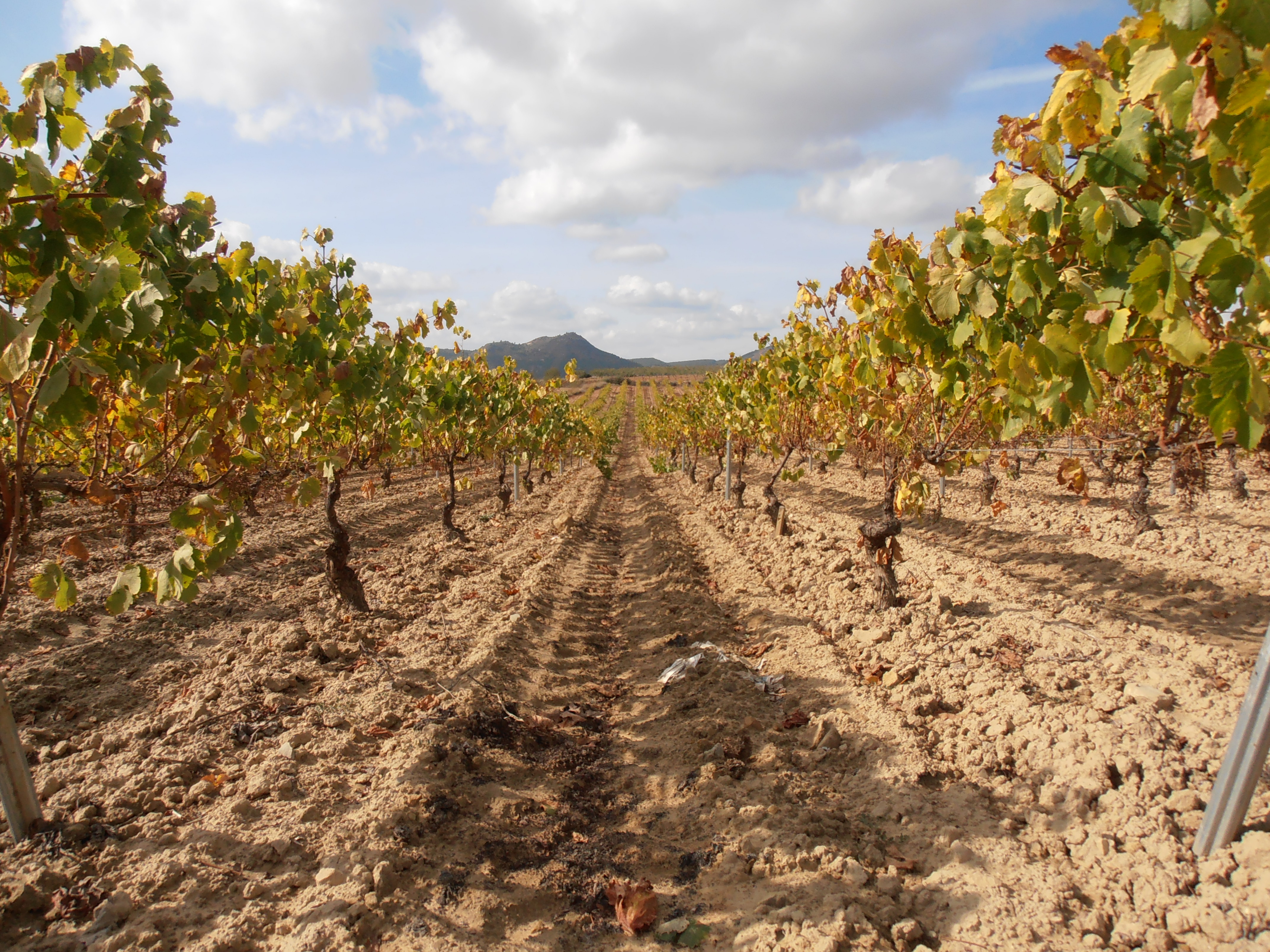 Autor: Aurelio Pinazo