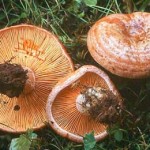 Lactarius Deliciosus